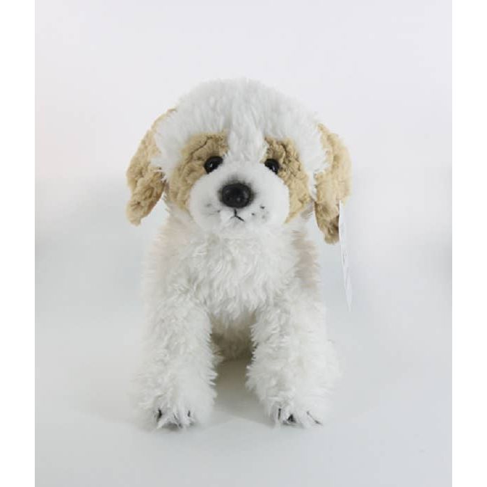 Havanese/Bichon/Labradoodle Dog