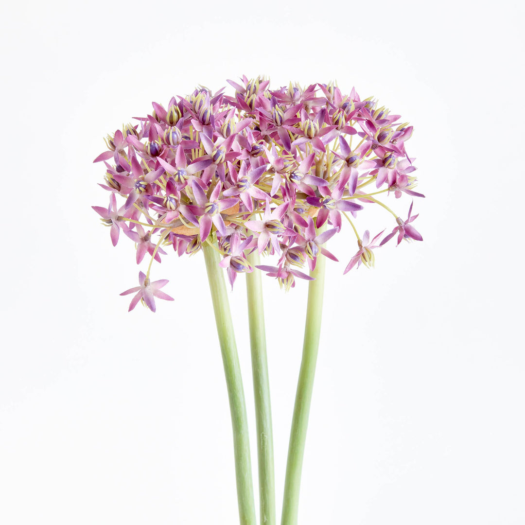 Allium Light Purple Stems