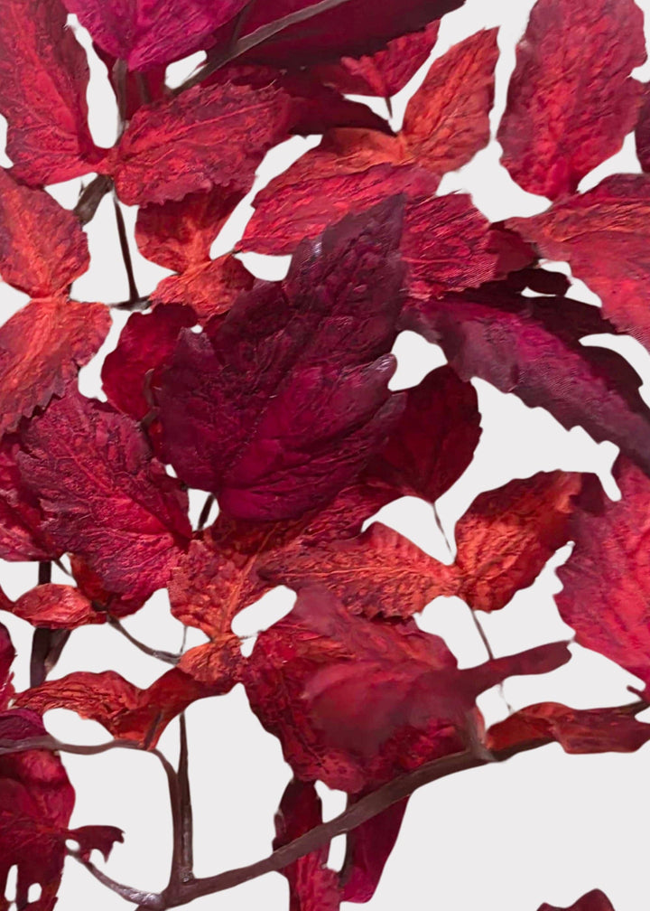 Cimicifuga Ramosa Leaves in Red