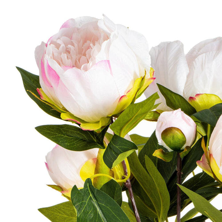 Cream and Pink Peony Bush