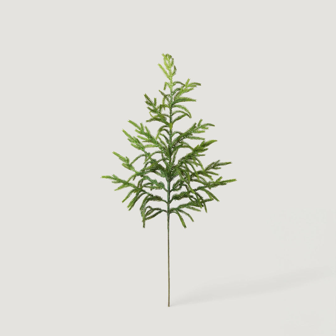 Norfolk Pine Branch