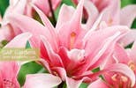 Lilies: Beautiful Varieties for Home & Garden
