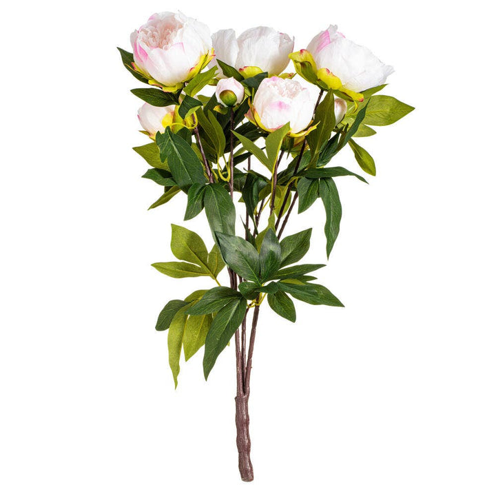 Cream and Pink Peony Bush