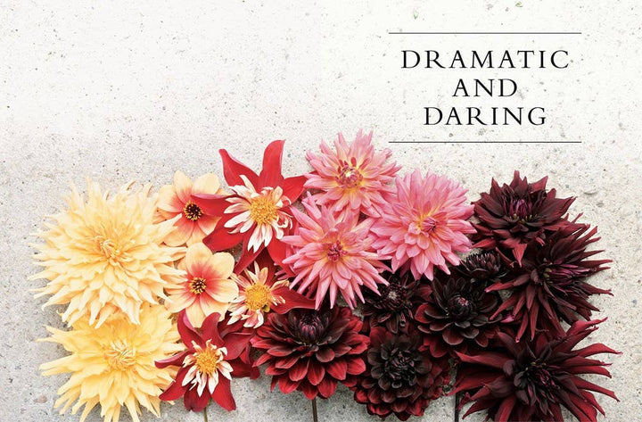 Dahlias; Beautiful Varieties for Home & Garden