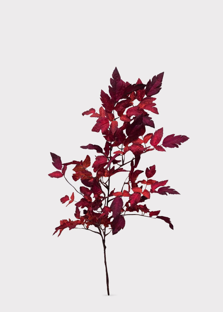 Cimicifuga Ramosa Leaves in Red
