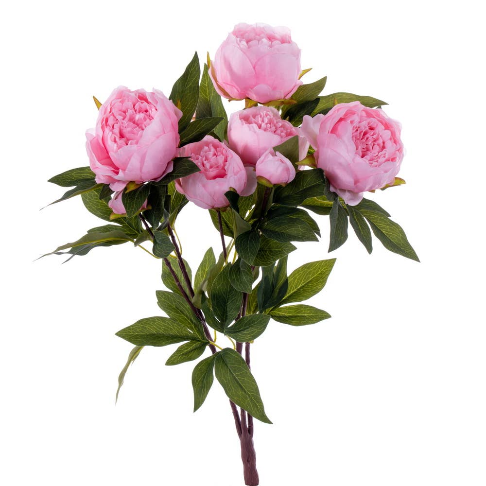 Brush Pink Peony Bush