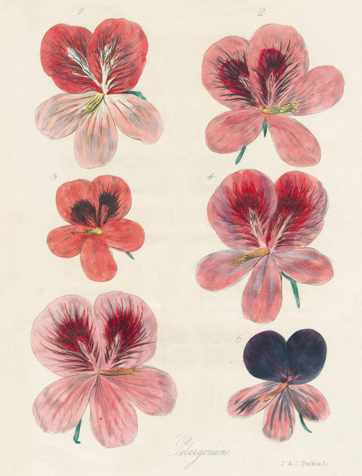 John Derian Paper Goods