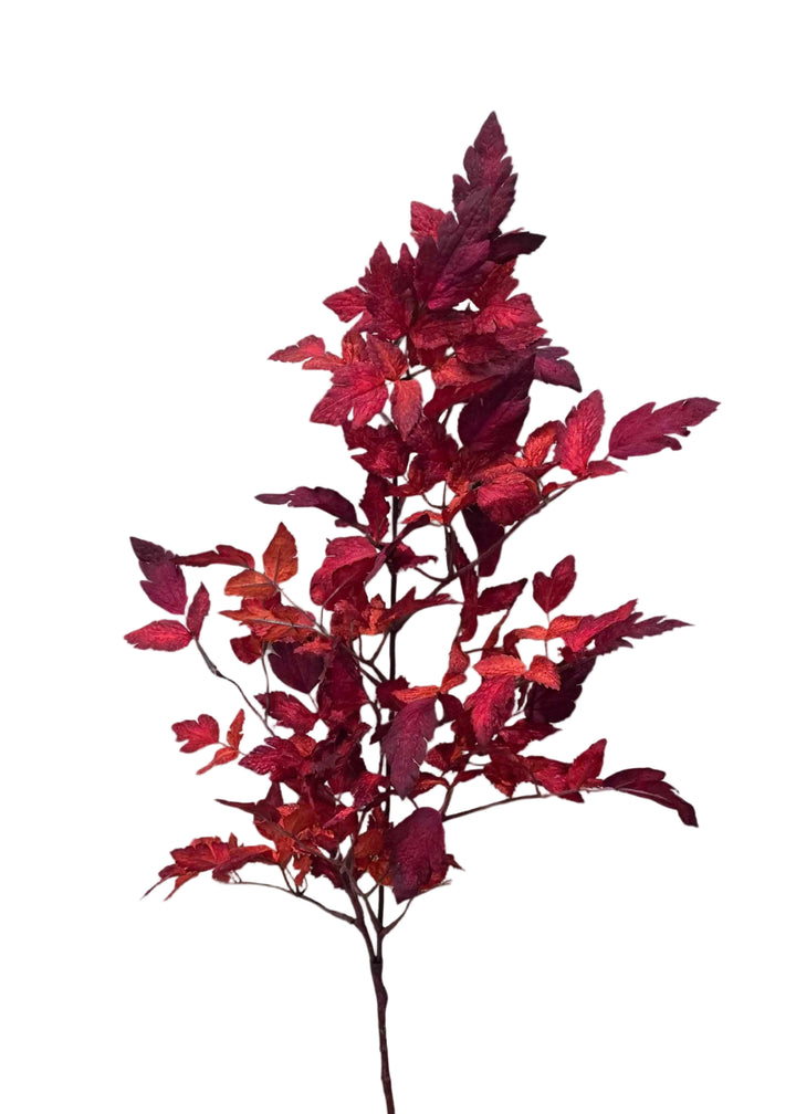 Cimicifuga Ramosa Leaves in Red