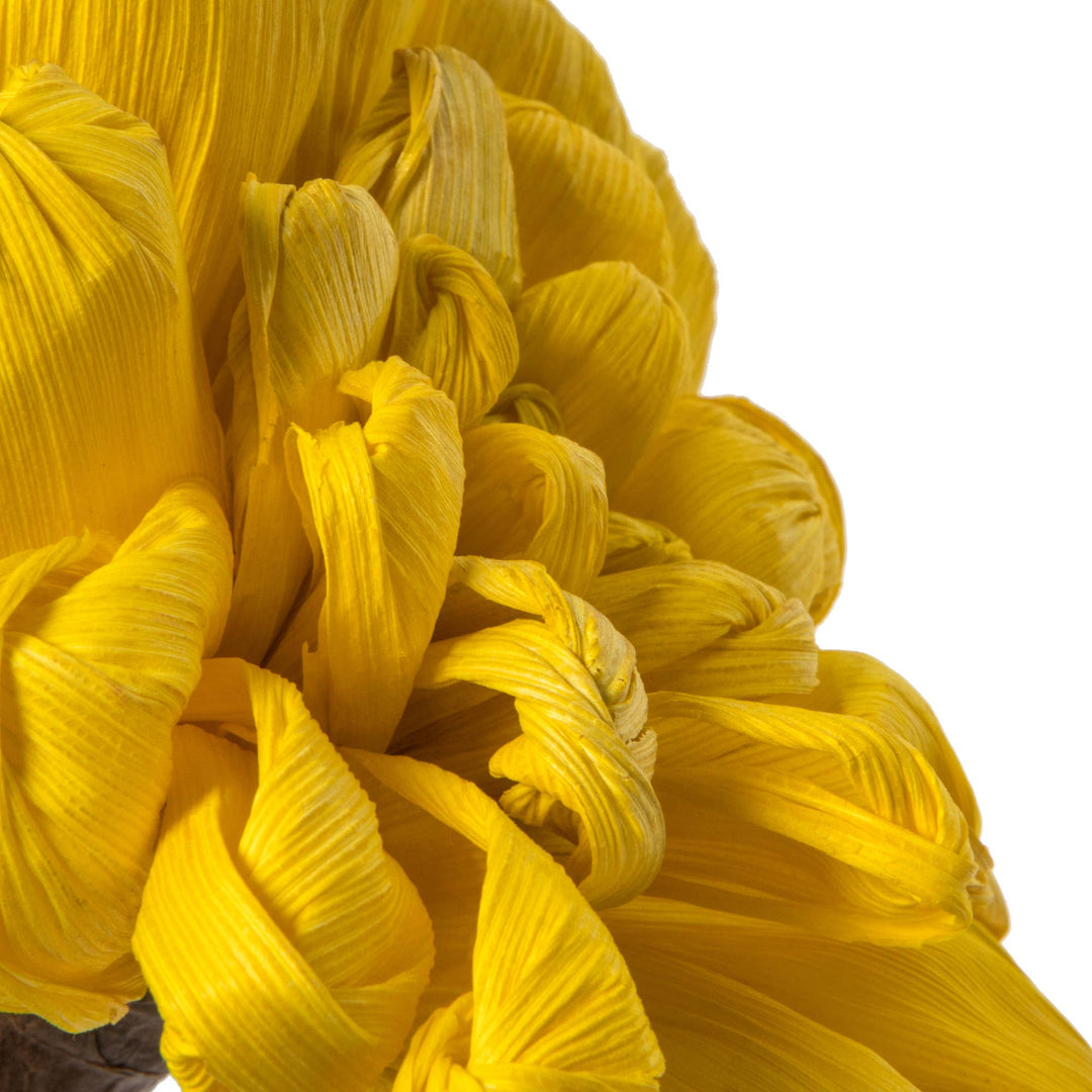 Yellow Maize Dahlia