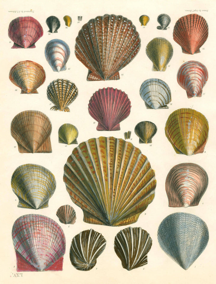 John Derian Paper Goods