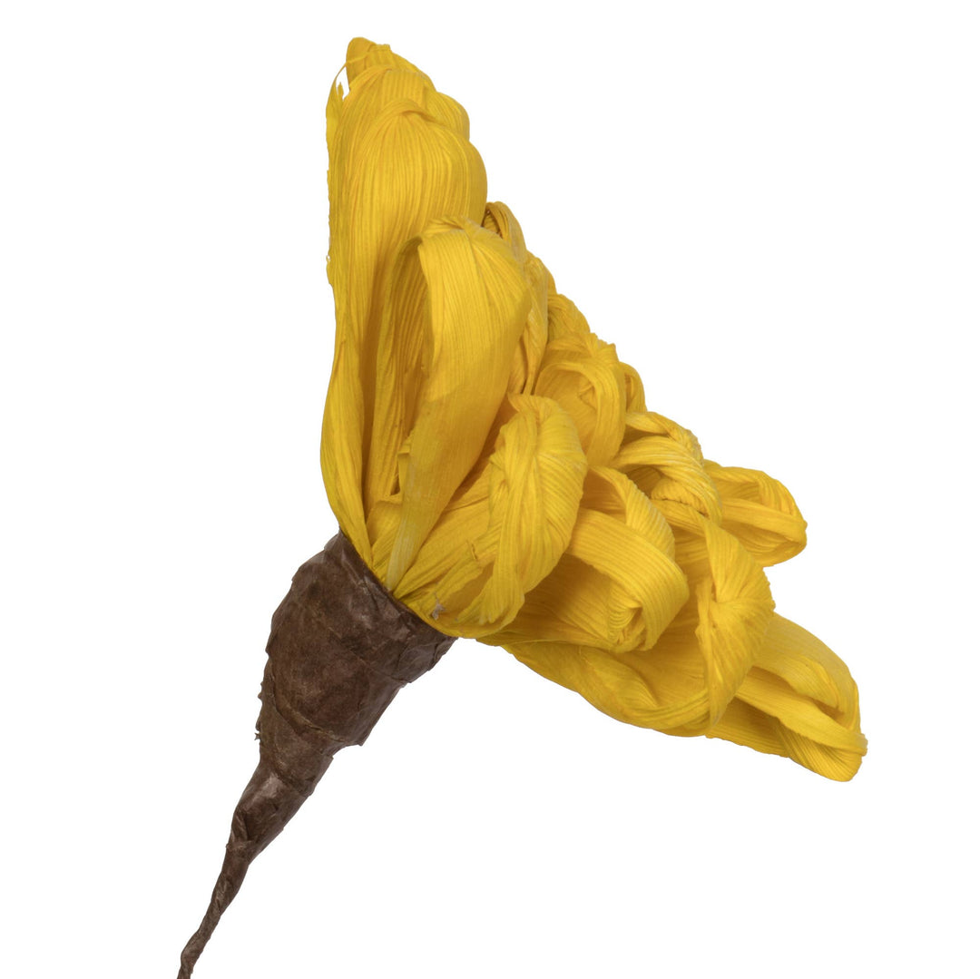 Yellow Maize Dahlia