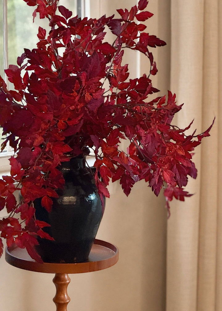 Cimicifuga Ramosa Leaves in Red