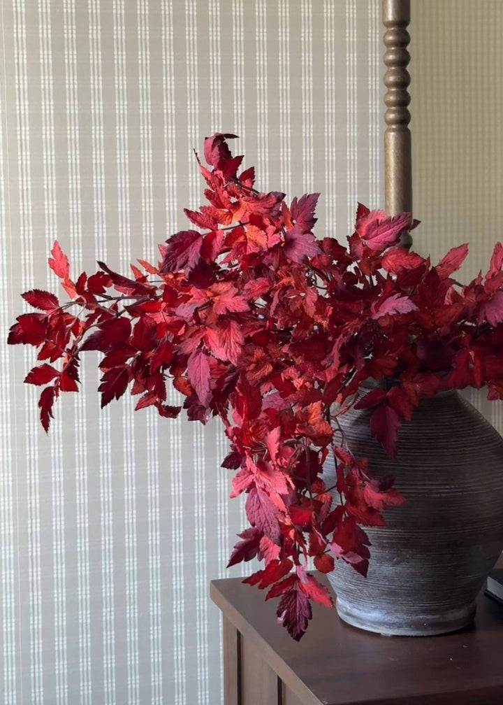 Cimicifuga Ramosa Leaves in Red