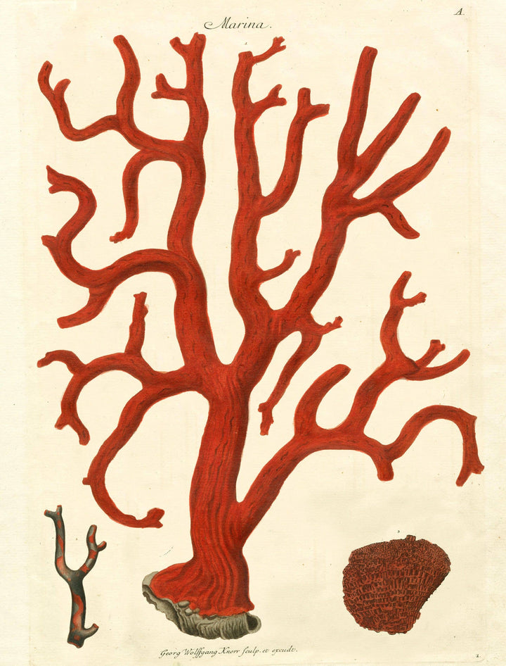 John Derian Paper Goods