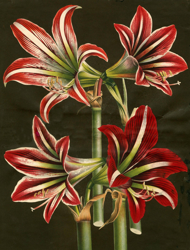 John Derian Paper Goods
