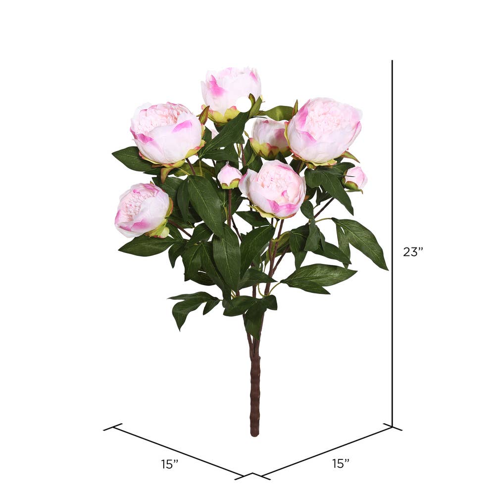 Cream and Pink Peony Bush