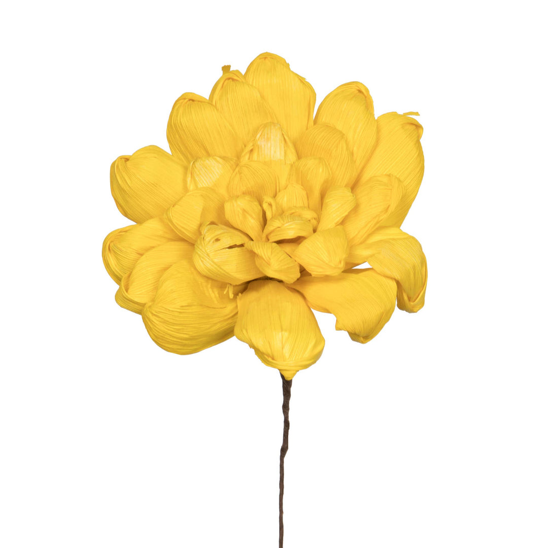 Yellow Maize Dahlia