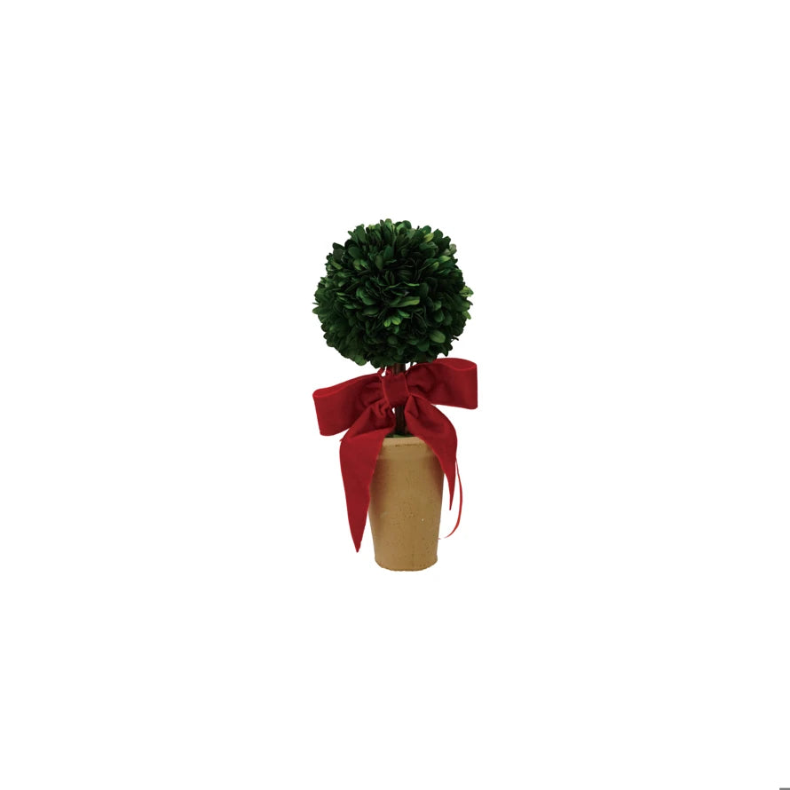 Dried Boxwood Tree