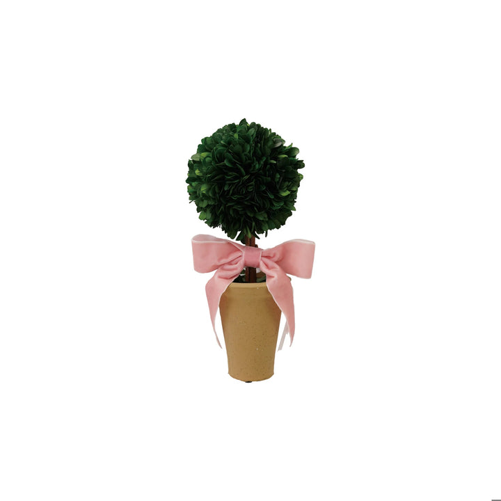 Dried Boxwood Tree